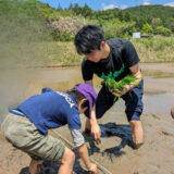 田植え体験